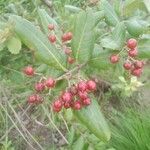 Psorospermum febrifugum Frucht