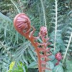 Blechnum brasiliense花