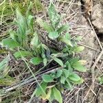 Myosotis nemorosa Leaf