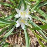 Leucocrinum montanum Flower