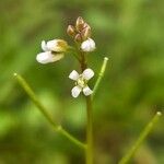 Cardamine hirsutaFlower