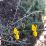 Genista scorpius Flower