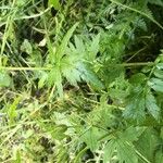 Achillea macrophylla Folha