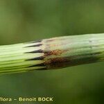 Equisetum × litorale Corteza