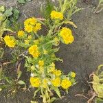 Tephroseris palustris Fula