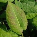 Persicaria orientalis Folha