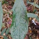 Dorstenia kameruniana Лист