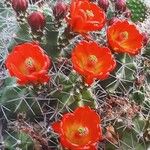 Echinocereus coccineus Kvet