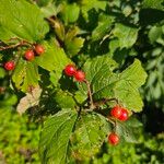 Viburnum trilobumΦύλλο