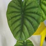 Alocasia clypeolata Leaf