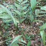 Geonoma macrostachys Лист