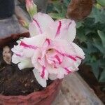 Adenium obesum 花