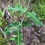 Asclepias amplexicaulis Leaf