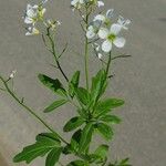 Cardamine amara 花