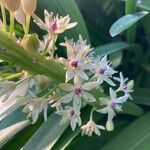 Eucomis pallidiflora Flower