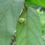 Monanthotaxis trichocarpa Blatt