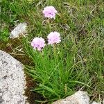 Armeria alpina Other