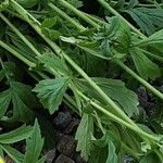 Tagetes tenuifolia Rhisgl