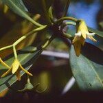 Rhizophora mangle Virág