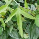 Passiflora suberosa Leaf