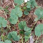 Malva neglecta Libunga