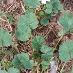 Malva neglecta 整株植物