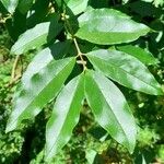 Ligustrum sinense Ліст