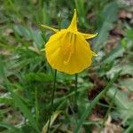 Narcissus bulbocodium Blodyn