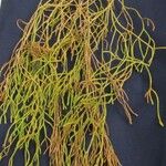 Huperzia verticillata Sonstige