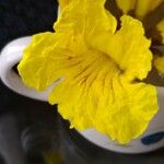 Handroanthus ochraceus Květ