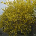 Forsythia × intermediaCostuma