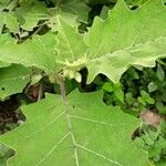 Solanum candidum Folio