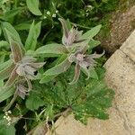 Nonea vesicaria Flor