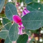 Lespedeza bicolor Квітка