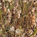 Rhinanthus major Fruit