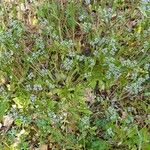 Valeriana locusta Habit