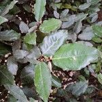 Elaeagnus × submacrophylla Folio