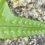 Polypodium californicum Hoja