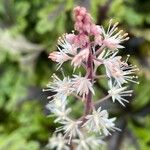 Tiarella cordifolia Flower