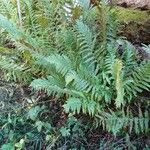 Dryopteris filix-mas Plante entière