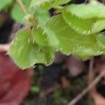 Epimedium grandiflorum Leaf
