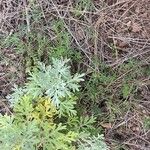 Artemisia thuscula Leaf