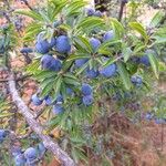 Prunus spinosa Fruit