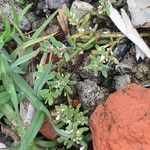 Polygonum plebeium Plante entière