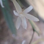 Aerangis calantha Λουλούδι