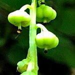 Pyrola minor ഫലം