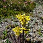 Pedicularis ascendens