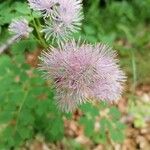 Thalictrum aquilegiifolium Цвят