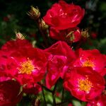 Rosa gallica Цвят