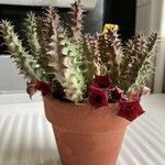 Huernia macrocarpa Žiedas